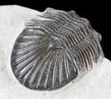Scabriscutellum Trilobite #50662-2